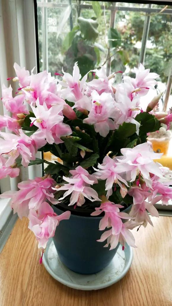  这些花别花冤枉钱买，朋友家里摘片叶子就能活，繁殖太简单
