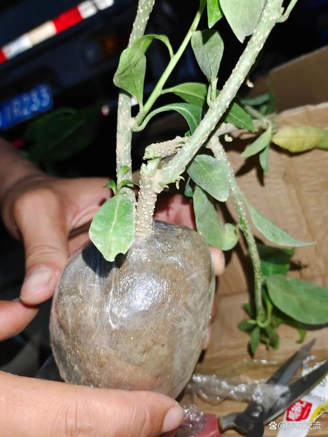黄泥土盆栽植物洗根换盆