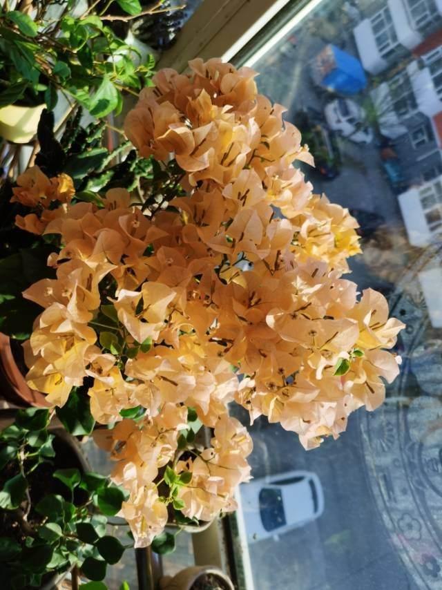 4种省心花，不浇水也能开花，浇水多反而长得差