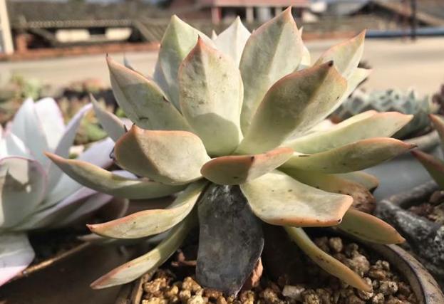 秋分后，怎么处理晒伤的多肉盆栽？搞定2步，植株越长越美