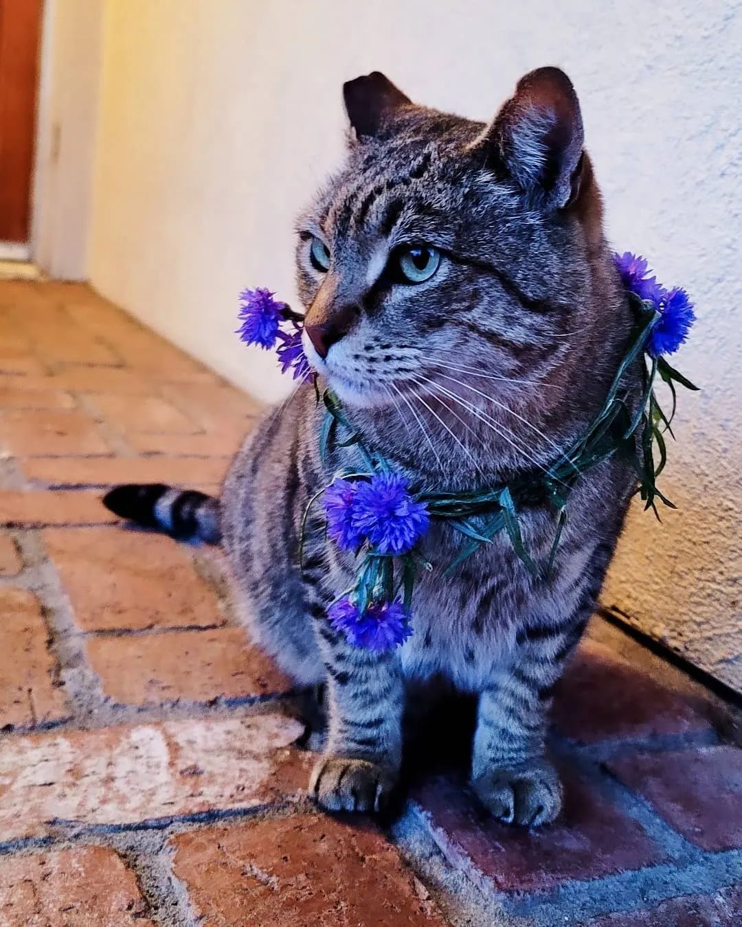 花园植物选择——5款一、二年生蓝色花卉，娇小玲珑，观赏价值高