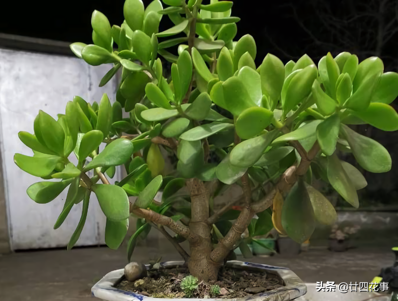 4种花易烂根，须用小盆“挤着养”，好控水，长得旺
