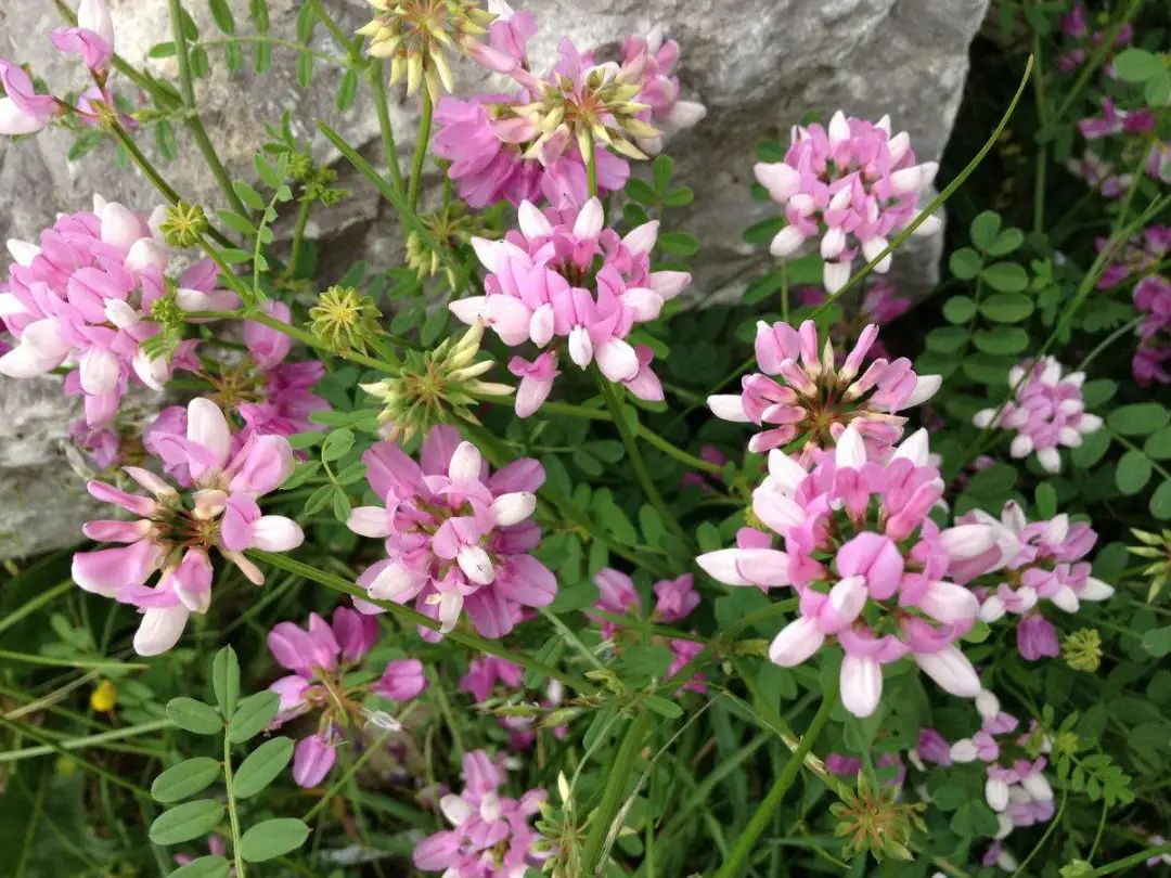 俏丽清雅粉嫩的绣球冠,小冠花这么养护,谦逊优雅魅力非凡 俏丽清雅粉嫩的绣球冠,小冠花这么养护,谦逊优雅魅力非凡