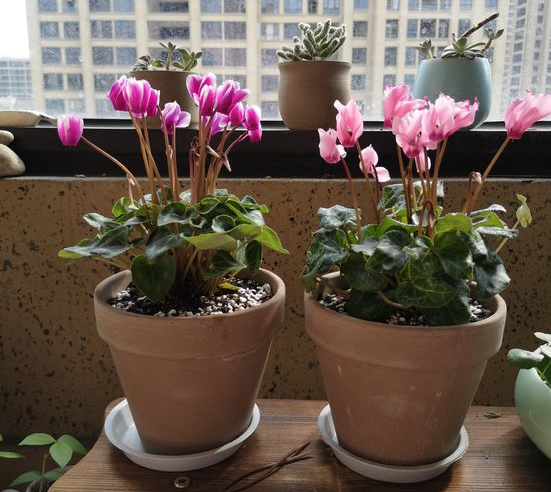 仙客来花期到了！入冬前盆栽，做到4点，年年一茬又一茬地开花