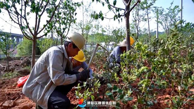 建阳：花化彩化工作快速展开 城市品质提升保质保量