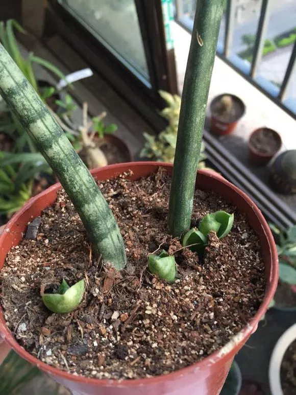 3种花太贵，不用花钱买，剪3根枝插土里，2周能生根