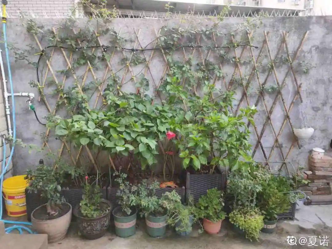 给植株修剪，要提前看好天气，15度以上再修剪