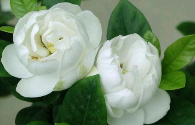 栀子花的浇水方法