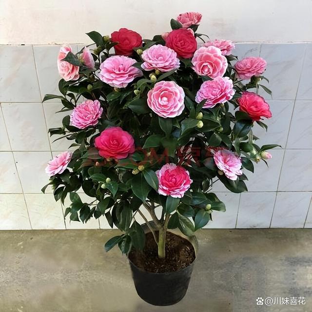 秋天茶花长花苞后，3件事千万不要做，不然黄叶花苞全掉光