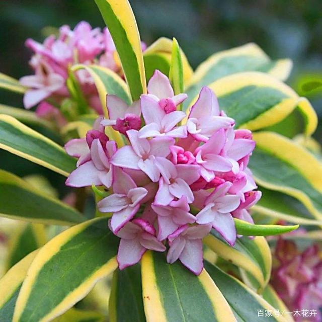 5种“香水花”，一盆比一盆香，香味像法国香水，多养几盆香满屋
