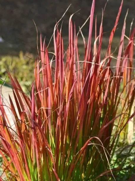 你该知道的【14种适宜北方种植的观赏草】