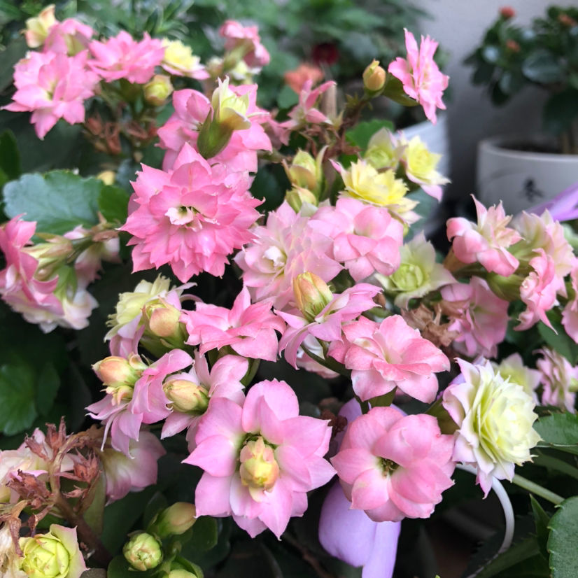 现在逛花市，这3种花先别买，买回家就休眠，还难度夏