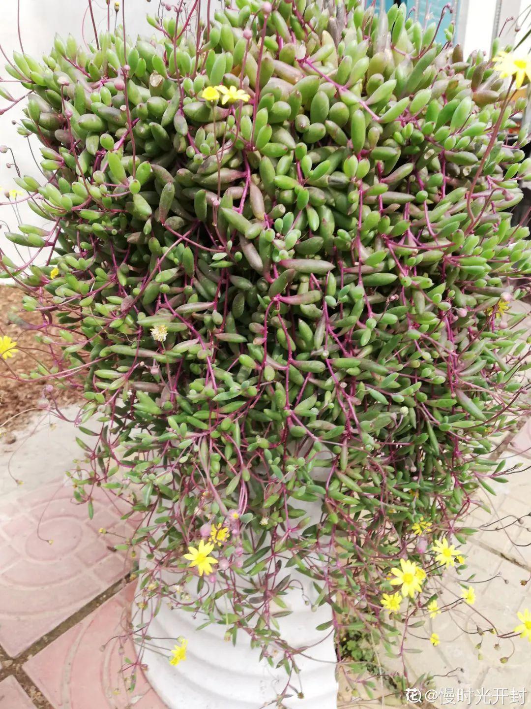 谁说多肉长得慢？养这3种，2个月长成瀑布