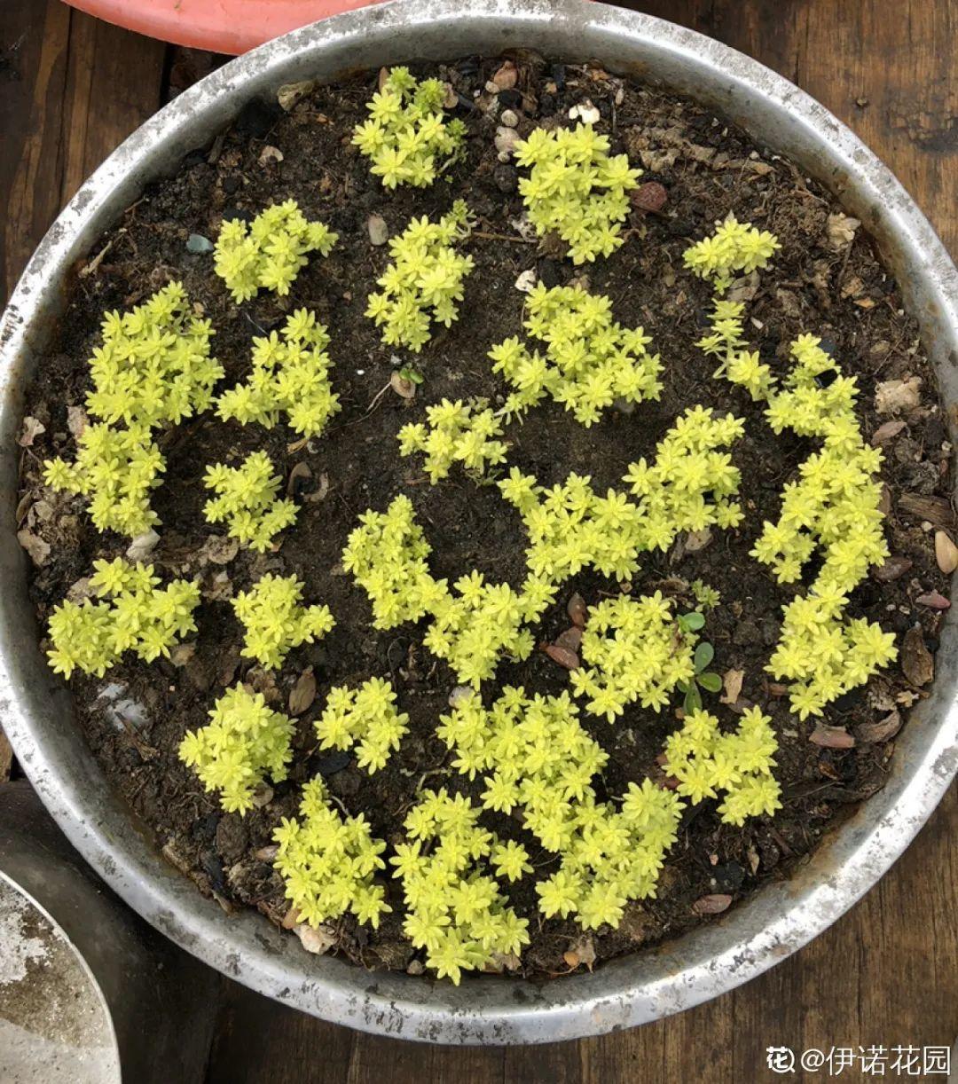 谁说多肉长得慢？养这3种，2个月长成瀑布