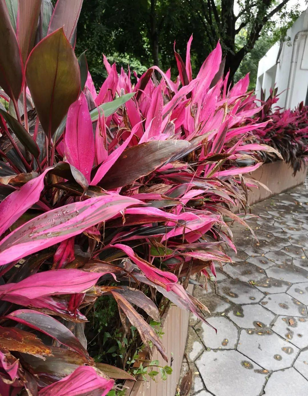 红叶的富贵竹，你们见过吗？颜值高还好养护