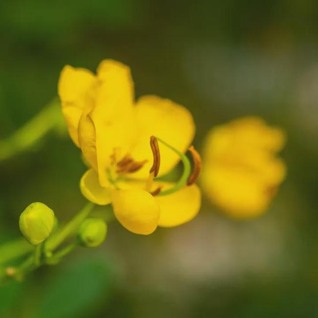 黄花槐盛开,泸州满城尽带黄金甲 黄花槐盛开,泸州满城尽带黄金甲