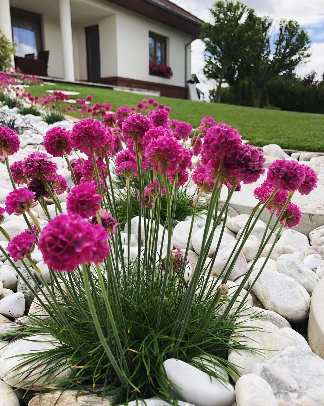 花园里的海石竹，轻轻松松就能长一大丛，种一次就能开爆