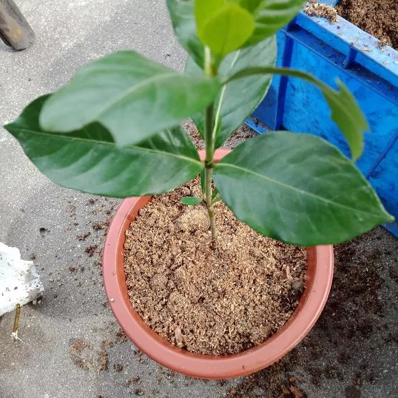 塑料瓶里装点水，能插活10种花，生根不用愁，养花省钱