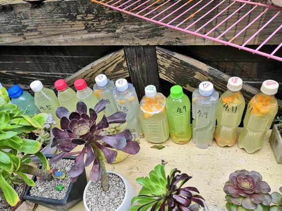 残茶淘米水，到底能不能浇花？这点不注意，容易烧苗板结烂根