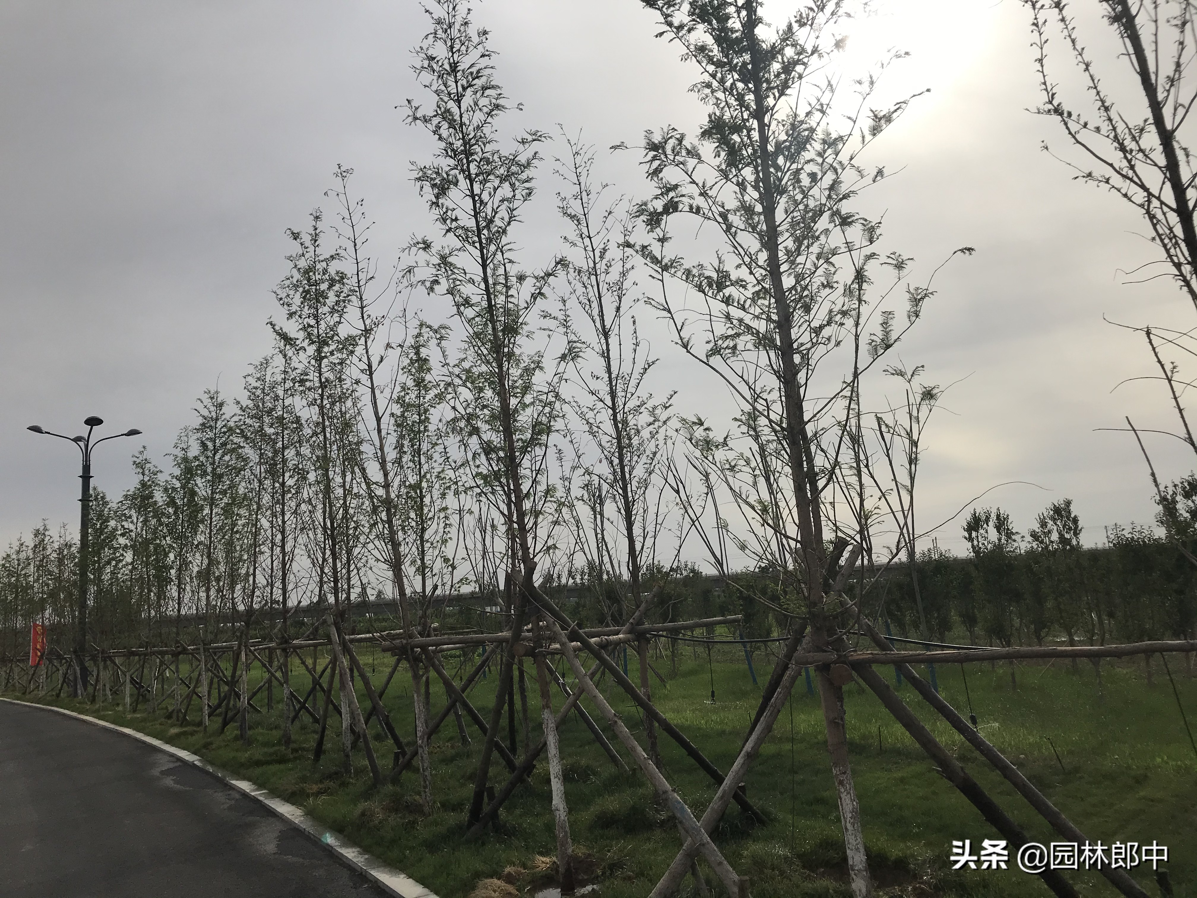 水杉长势越来越差，树干上还有许多小虫孔，怎么回事儿？