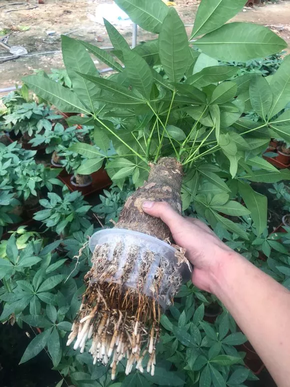 3种花，养不好赶紧扔水里，越长越来劲