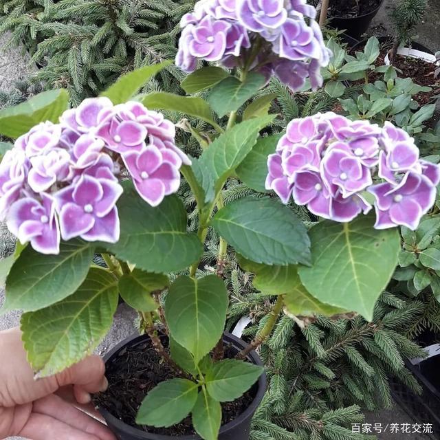 养绣球花注意9点，盆栽也能保证年年复花，它是否适合你养呢？