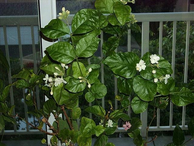 4种耐热花，天热不要“断粮”，多浇一壶水，或许就能多开一茬花
