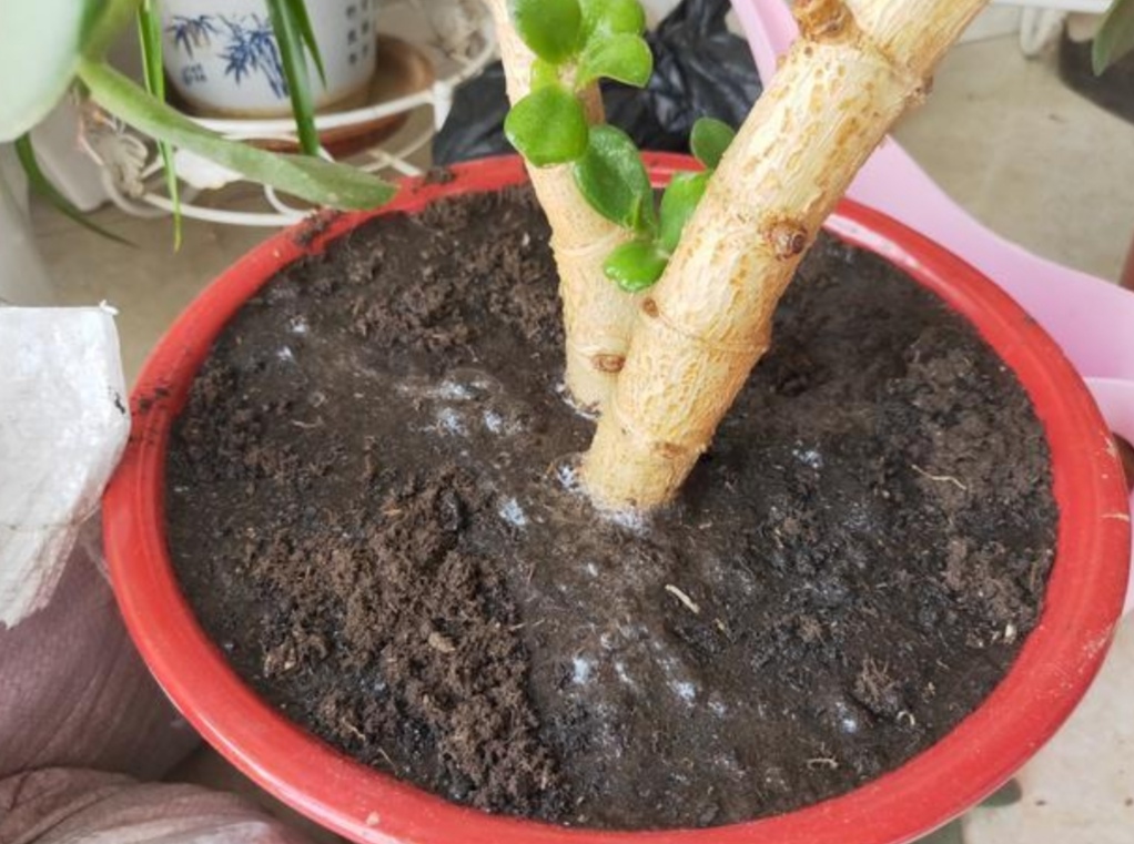 盆土变得越来越硬，用4种方法解决，土壤松软透气，植株长势旺