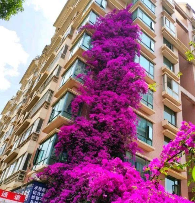 此花进口巴西，南北方均可种植，好养护，你不试试？