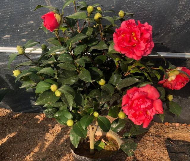 曾一株难求的“红茶花之王”，现在降价了！耐寒耐热好养
