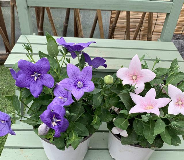 天热“3种花”不能买，看不到花，还容易黄叶烂根，属于白花钱