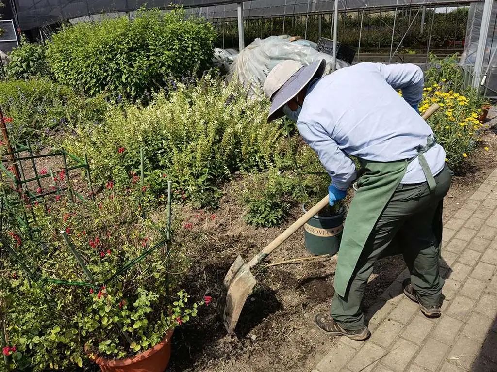 绿化养护环境消杀 辰山植物园积极推进复工复产