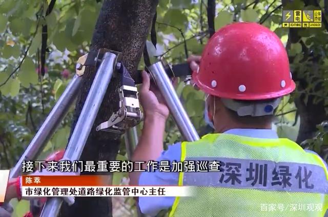 深圳这群人为何要冒雨修剪树枝？真相让人“点赞”！