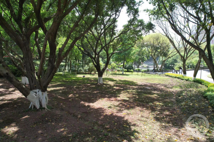大树底下好风景！石门公园“林下花园”亮相
