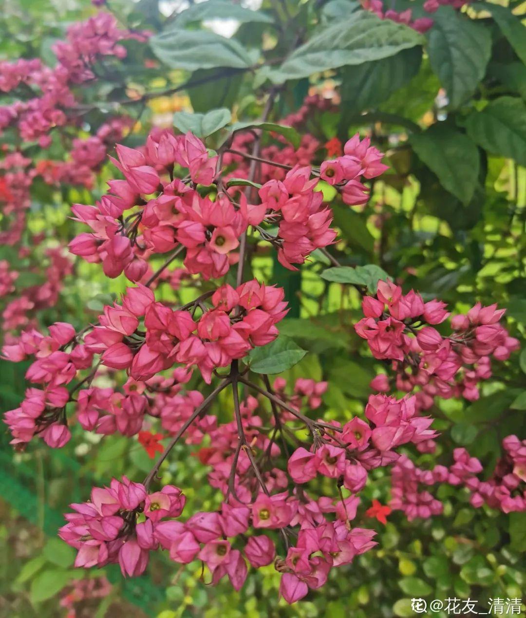 21种牛气花，来给你拜年啦