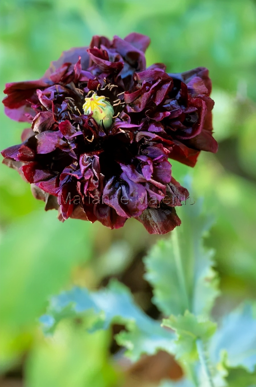 英式传统花境的现代演绎亮了,附全部植物配置品种,开眼了 英式传统花境的现代演绎亮了,附全部植物配置品种,开眼了