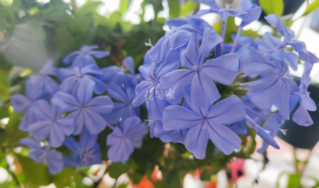 夏季高温天，8种花会“假死”，别被“表象”骗了，扔了就亏大了