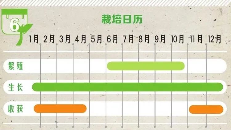 山茶花根系十分脆弱，移栽时一定要注意对植株根系的保护