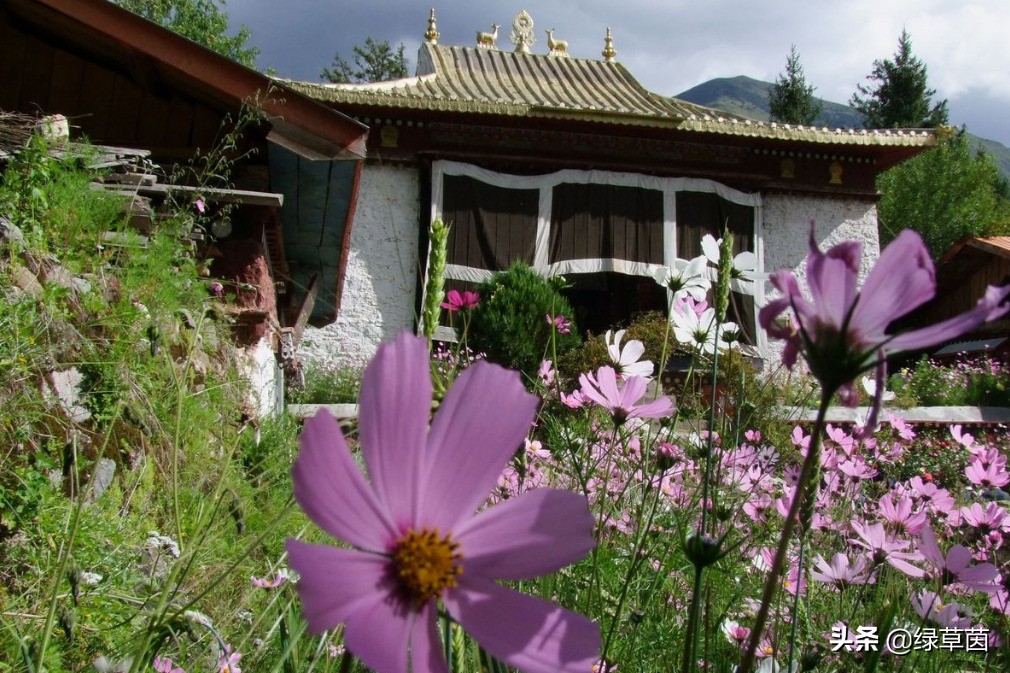 象征着藏族文化的花朵—格桑花，寄托了藏族人民的美好情感