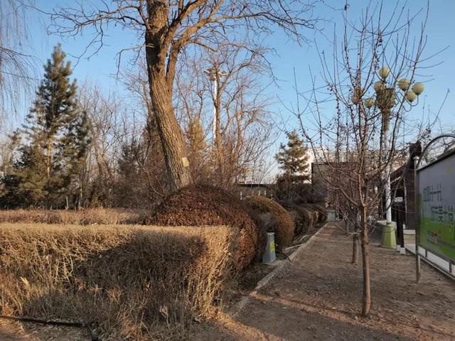 我市全力做好城乡园林绿化养护管理工作