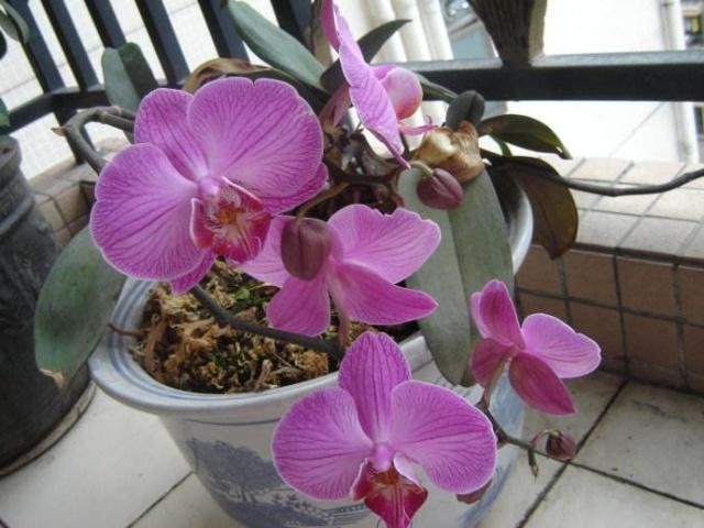 6种花，夏天别乱浇水，浇水不控制，度夏成“麻烦”