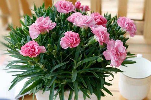 催花用“磷酸二氢钾”，灌根好，还是喷叶好，别做错了