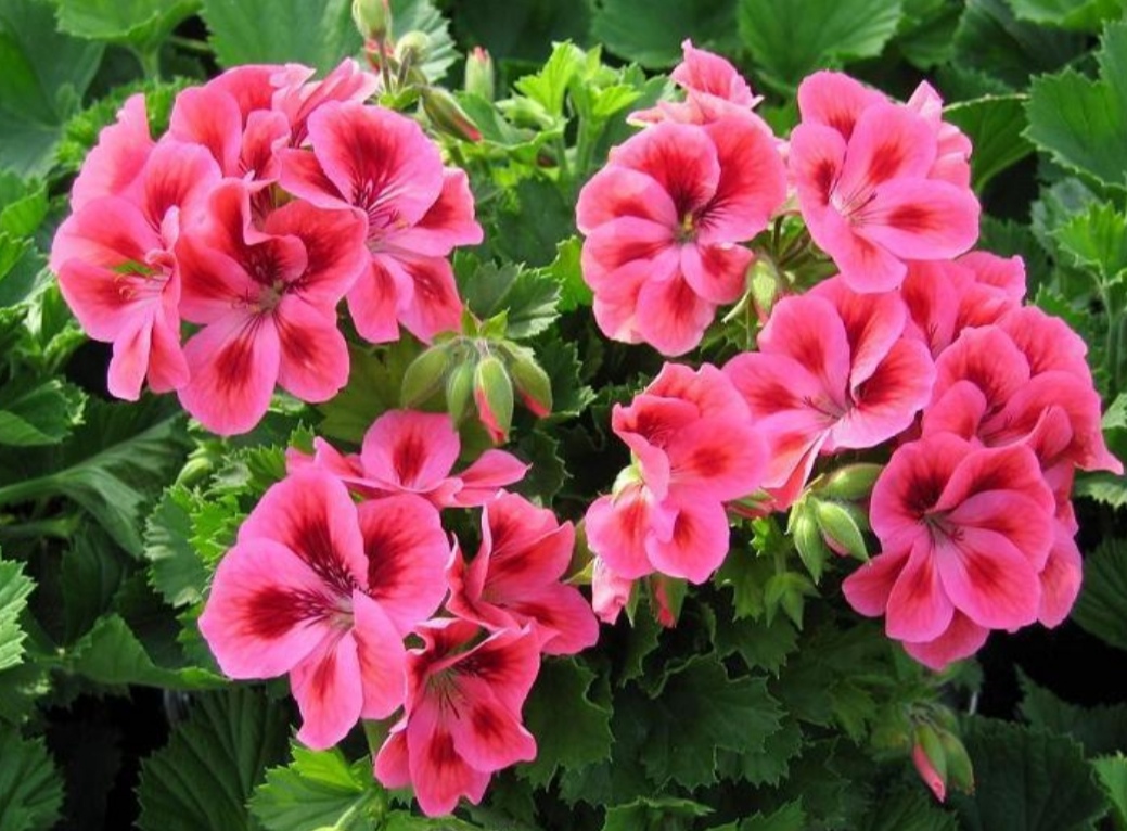 养天竺葵,要掌握技巧,几个关键点做好,四季都开花 养天竺葵,要掌握技巧,几个关键点做好,四季都开花