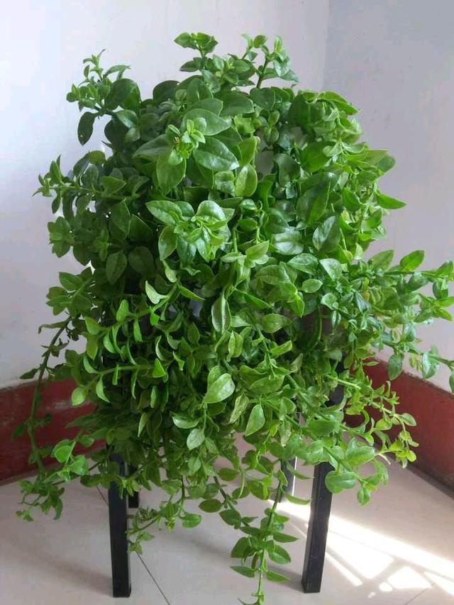 一个枝条插土里,半年爬满阳台,红花绿叶,好漂亮! 一个枝条插土里,半年爬满阳台,红花绿叶,好漂亮!