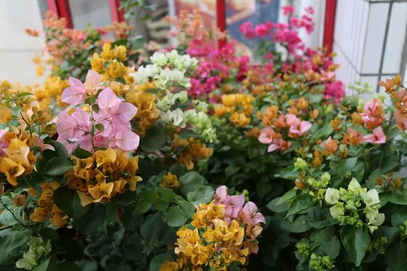 4种花喜欢“日光浴”，越晒花越多，缺光就黄叶萎蔫！
