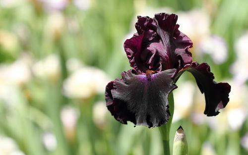 自然界不常见的黑色花,远观不能亵玩,非常高贵 自然界不常见的黑色花,远观不能亵玩,非常高贵