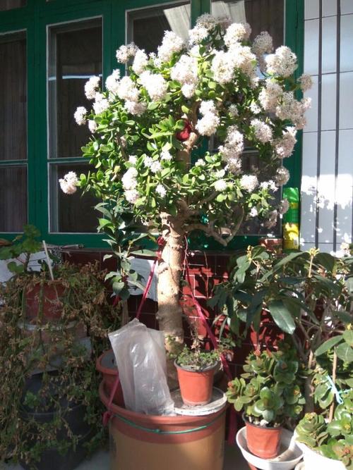 需要“穷养”的6种花，用小盆、旱着它，少管一些长得更好