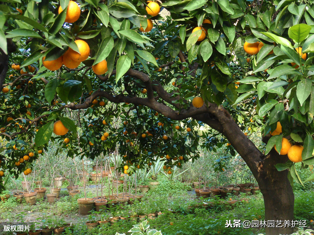 毒死蜱能防治哪些害虫？