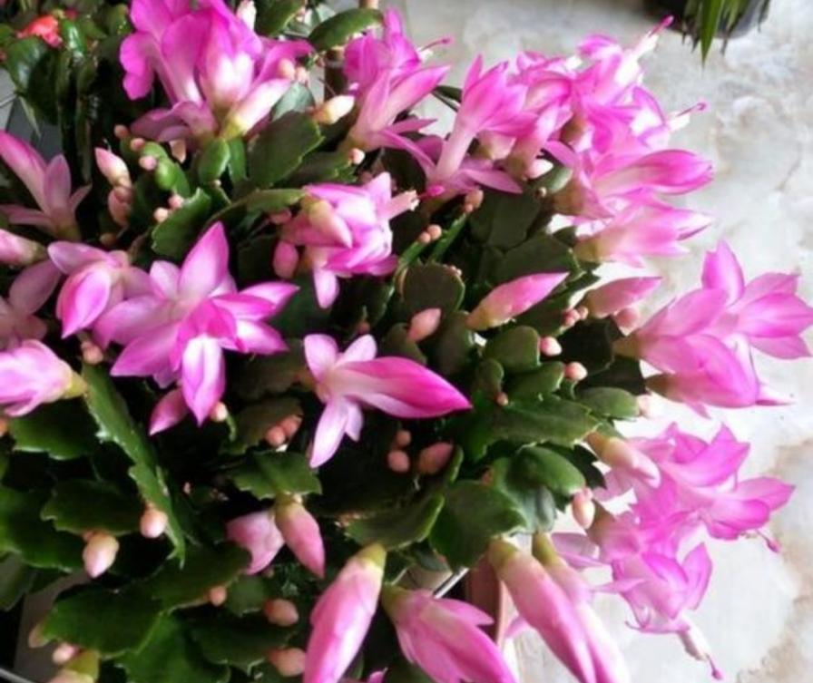 5种漂亮花，冬天多“晒一晒”，开花早，花色更加鲜艳