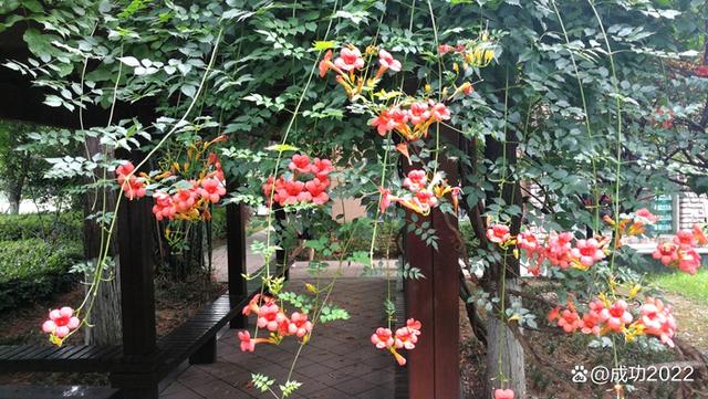 家乡美景风光秀：衡阳市南湖公园凌霄花绚丽绽放，灿烂夺目